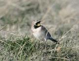 Horned Lark-2.jpg