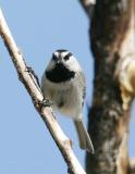 Mountain Chickadee.jpg