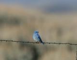 Mountain Bluebird-1.jpg