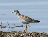 Lesser Yellowlegs.jpg