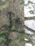 Williamsons Sapsucker-3_f.jpg