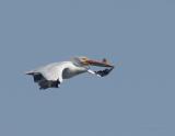 White Pelican.jpg