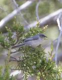 Bushtit-5.jpg
