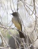 Ash-throated Flycatcher.jpg