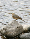 American Pipit-3.jpg