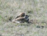 McCowns Longspur.jpg