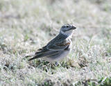McCowns Longspur-4.jpg
