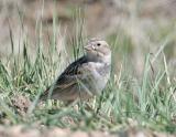 McCowns Longspur_f.jpg