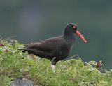 Black Ostyercatcher-1.jpg
