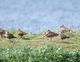 Hudsonian Godwits_1.jpg