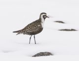 American Golden Plover-1.jpg