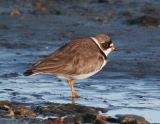 Semipalmated Plover_1.jpg