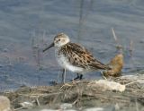 Western Sandpiper_2.jpg