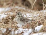 American Pipit_1.jpg
