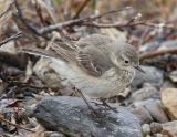 American Pipit_2.jpg