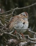 Lincolns Sparrow_1.jpg