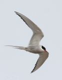 ArcticTern-3.jpg