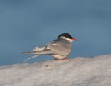 ArcticTern_5.jpg