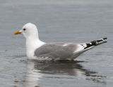 Mew Gull_1.jpg