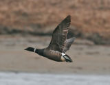 Brant Geese-3.jpg