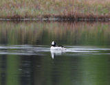 Bufflehead-2.jpg