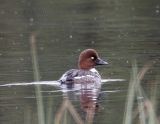Common Goldeneye_1.jpg