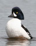 Barrows Goldeneye_3.jpg