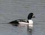 Barrows  Goldeneye_5.jpg