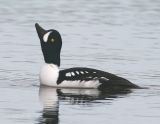 Barrows  Goldeneye_6.jpg