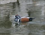 Harlequin Duck_1.jpg