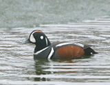 Harlequin Duck_3.jpg