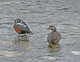 Harlequin Ducks.jpg