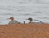 Red-breasted Mergansers-1.jpg