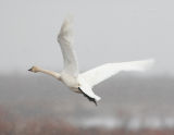 Tundra Swan_3.jpg