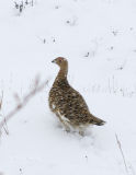 Rock Ptarmigan_1.jpg