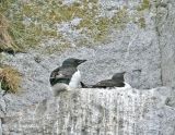 Thick-billed Murres.jpg