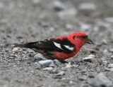 White-winged Crossbill_1.jpg