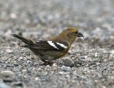 White-winged Crossbill_2.jpg