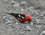 White-winged Crossbill_3.jpg
