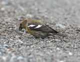 White-winged Crossbill_4.jpg