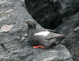 Pigeon Guillemots-_1.jpg