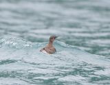 Marbled Murrelet-1.jpg