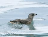 Kittlitzs Murrelet-2.jpg