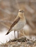 Northern Wheatear_f-2.jpg