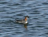 Red-necked Phalarope_3.jpg