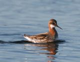 Red-necked Phalarope_5.jpg
