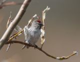 Common Redpoll_3jpg.jpg