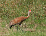 Sandhill Crane_1.jpg