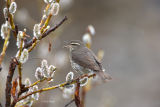Northern Waterthrush_2.jpg