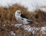Snow Bunting_2.jpg